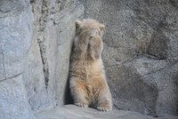 どうしました、オネムでしょうか。お顔が見えなくても可愛い赤ちゃん（男鹿水族館GAO提供）