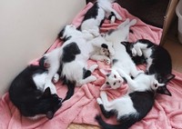 8匹の子猫たちは全員、家族が決まったそうです（画像提供：黒猫クロさん）