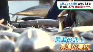 カツオの豊漁が続く宮城・気仙沼港　２７年連続で生鮮カツオの水揚げ量日本一が確実となる見込み
