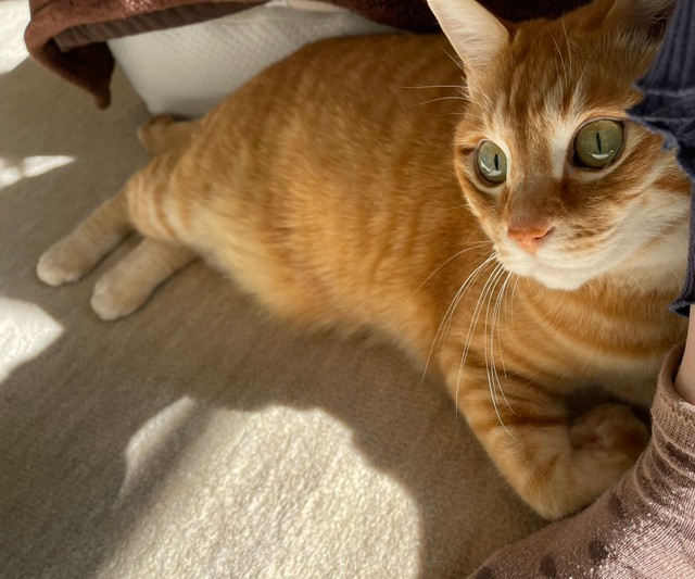 1人では寝れない甘えん坊度MAXの時のみんたくん（提供：保護猫みんた様と下僕のぺちの助🍏さん）