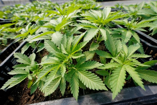 New York issues first licenses for legal pot dispensaries | The Asahi Shimbun: Breaking News, Japan News and Analysis - Vimarsana News