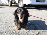 大好きな飼い主さんとしばらく離れて暮らすことになるけど、どうか許してね