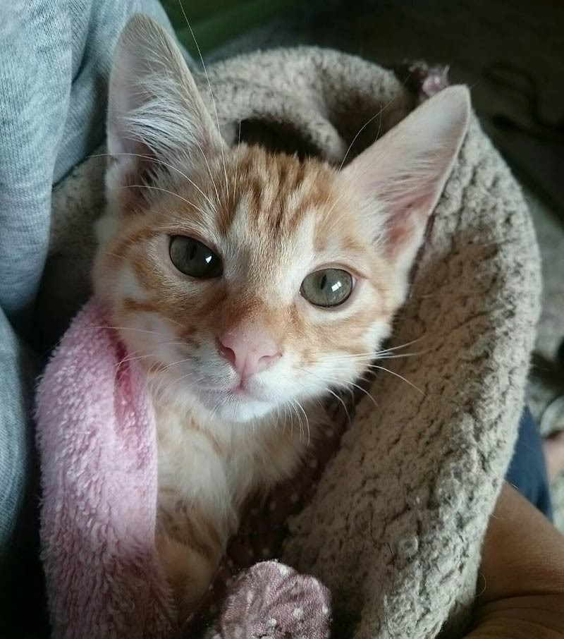 まったりするきなこ