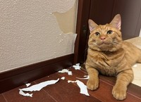 二番手はキムチ母さん家のバンクシーこと、嵐くん（画像提供：キムチ母さん）