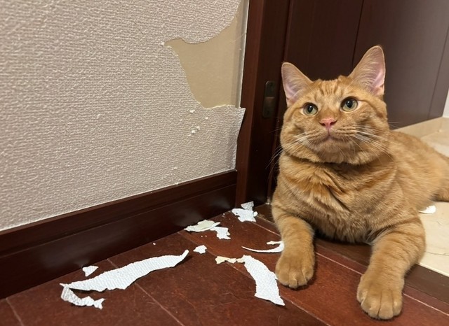 二番手はキムチ母さん家のバンクシーこと、嵐くん（画像提供：キムチ母さん）