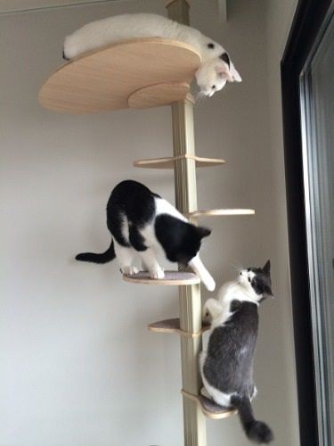 上から福、蘭丸、南天　（提供写真）