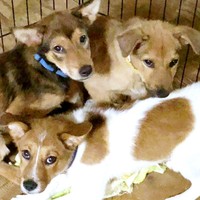 保護団体の施設にいたころ。中央に座る小次郎くん（画像提供：みかみと小次郎【公式】さん）