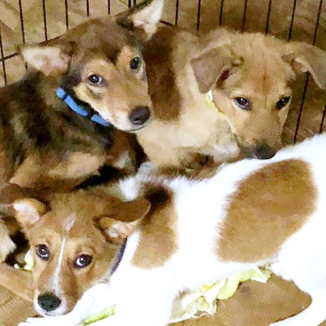 保護団体の施設にいたころ。中央に座る小次郎くん（画像提供：みかみと小次郎【公式】さん）