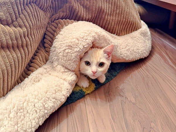 ひょっこり顔をのぞかせるうにくん（画像提供：こぴさん）