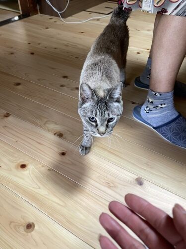 「福」。新しい家、お母さんのもとで幸せに