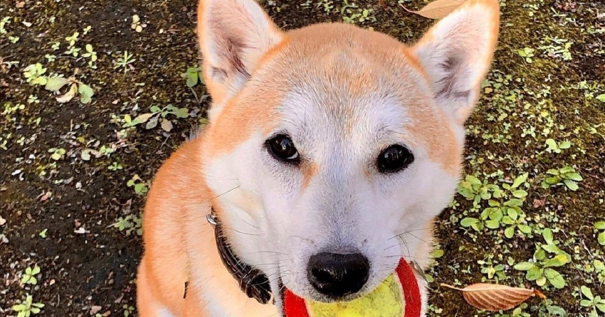 飼い主が盛り上げるほど冷めていく 柴犬に知らんぷりされず遊ぶにはサプライズ作戦 犬 猫との幸せな暮らしのためのペット情報サイト Sippo