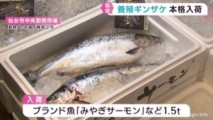 養殖ギンザケの本格的な入荷が始まる　仙台市中央卸売市場