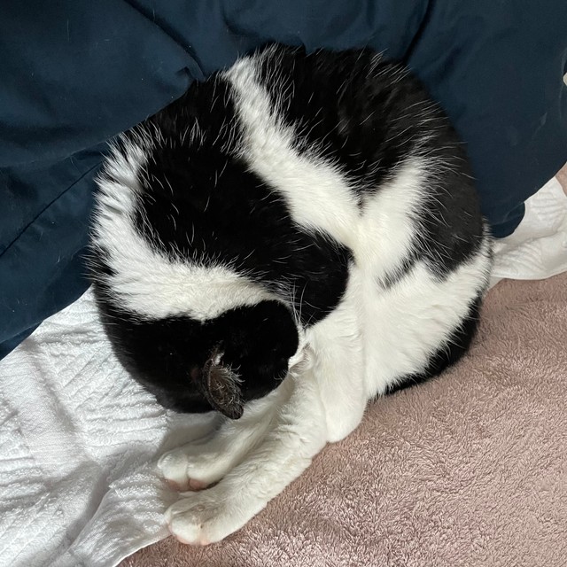 あんよだけピーン！＝あんずさん（@apricotchan_）提供