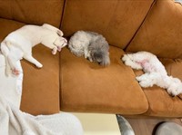 ソファ上に勢ぞろい！ （左から）てまりくん、ビスコちゃん、らふちゃん（画像提供：てまり らふ ビスコさん）