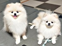 仲良し兄弟（左から）つららくん、すももくん（画像提供：ポメラニアンのとろろさん）