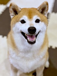 にこにこ笑顔がかわいい瑚子ちゃん（画像提供：柴犬 瑚子さん）