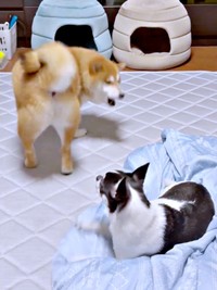 いくらちゃんを促すようにワン！ と吠えるあずきちゃん（画像提供：林さん）