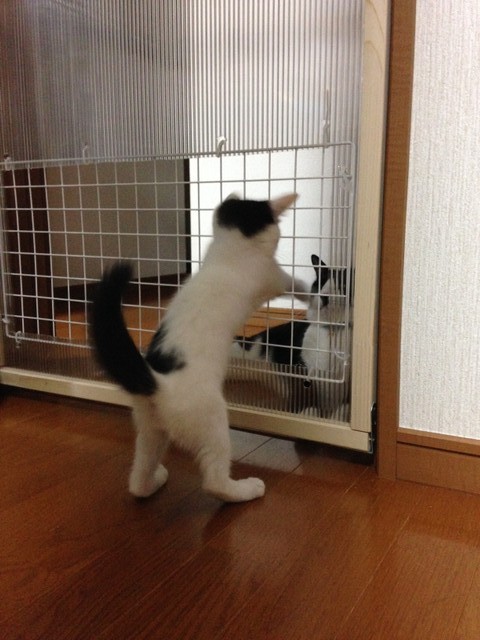 先住猫に遊びをしかける元気いっぱいのかいくん