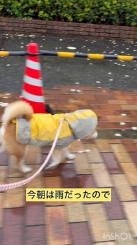 柴犬は「雨の日も風の日も散歩が必須」。「その割に濡れるのは苦手で、用が済むとすぐ帰ろうとします」と、すずちゃんの飼い主さん（動画からキャプチャー／提供：ミニすずさん）