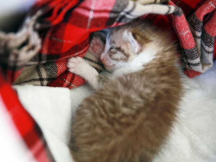 ちゃんと息をしているか何度も確認する