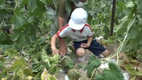 甘く育ったメロンを収穫！小学生が地元の作物を学ぶ　香川・小豆島町