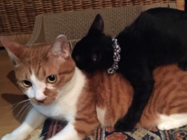 花屋さんのちっちゃな“黒猫”　先住猫の背におんぶする甘えん坊