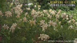 ヤマユリが見頃　宮城・南三陸町志津川「北の恋人岬」に群生