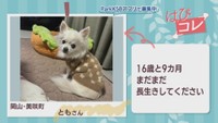 【はぴコレ】16歳と9カ月の愛犬 まだまだ長生きして・夫の誕生日に娘が手作りケーキ　12月9日放送