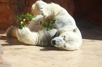 恋の季節は少しスリムになるらしいロッシー