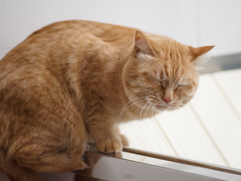 「高いところに登ったら、なんか眠くなってきちゃった」（小林写函撮影）
