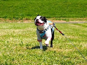 愛犬をよく知って、より素敵なおでかけをしよう！