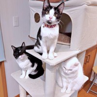 キャットタワーも軽々のぼるこはるちゃん（画像提供：T&A&Fさん）