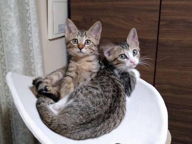愛猫を亡くした半年後 子猫の仲良し兄弟を迎えた 家族は３匹と共に生きていく 犬 猫との幸せな暮らしのためのペット情報サイト Sippo