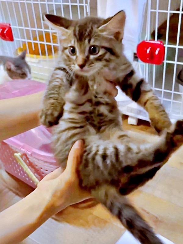 生後2カ月のふわりちゃん（画像提供：とららさん）