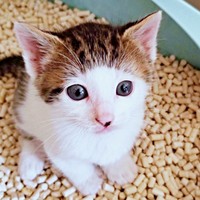 4兄妹のひとり、生後2カ月の頃におうちへ迎えられたセロイくん（画像提供：パッツン前髪のセロイと弟プランスさん）