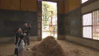 キリンのバックヤードツアー（池田動物園）
