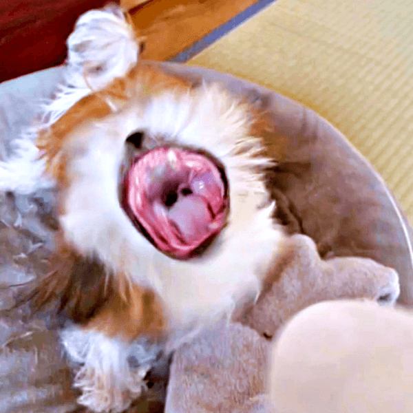 ドライヤーvsナチョ氏、摩訶不思議なバトルが話題に（画像提供：ぼくナチョだよさん）