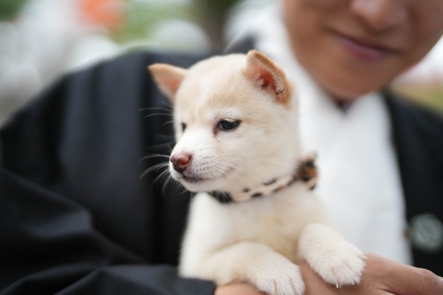 吉開宮司の腕のなかでくつろぐチビシロ。正式デビューが楽しみ