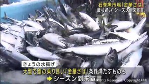 過去１０年で最も遅い”金華さばシーズン到来宣言”　関係者は安堵　石巻魚市場　
