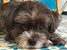 かわいくてついちょっかいを出したくなる、MIX「ごーや」　