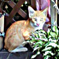 発見時、生後推定2カ月。突然、家の敷地内に現れたフータくん（画像提供：ナオとフータさん）