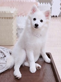 つぶらな瞳と真っ白な被毛が素敵なむくちゃん（画像提供：なめ子さん）