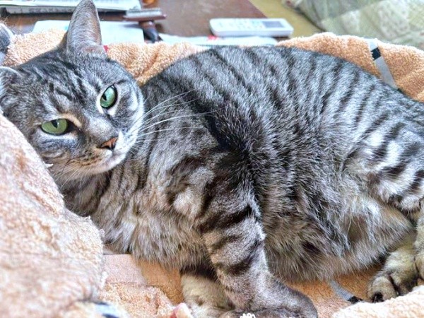 ふっくら、もふもふに成長したうめちゃん（画像提供：燦巻しおんさん）