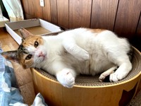 爪研ぎボウルに入ってくつろぐみぃちゃん（画像提供：うにねこさん）