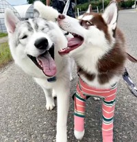 何だか楽しそう！？ 散歩中もハムハム合戦する（左から）福丸くん、ぶなちゃん（画像提供：ふくまる＋ぶな＝さん）