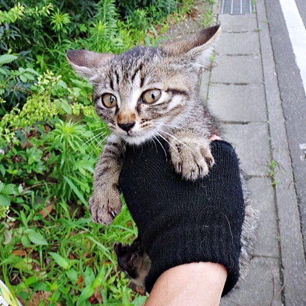 もう1匹は絶命ーー生き残ったキビくんを保護（画像提供：やまざきうなむーさん）