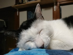 エイズ陽性の保護猫「井上」、絶対に幸せにしようと家族に
