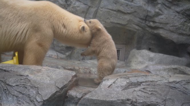 何がどうなってますか？（男鹿水族館GAO提供）