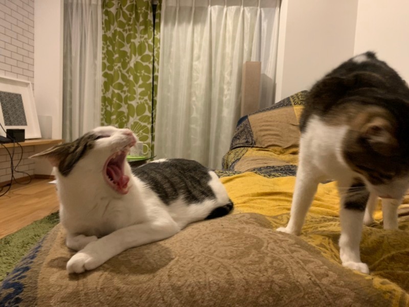 すかさず桃太郎も「がおーっ」（うえみさん提供）