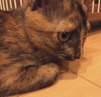 おもちゃが隙間に入り込んでしょんぼり